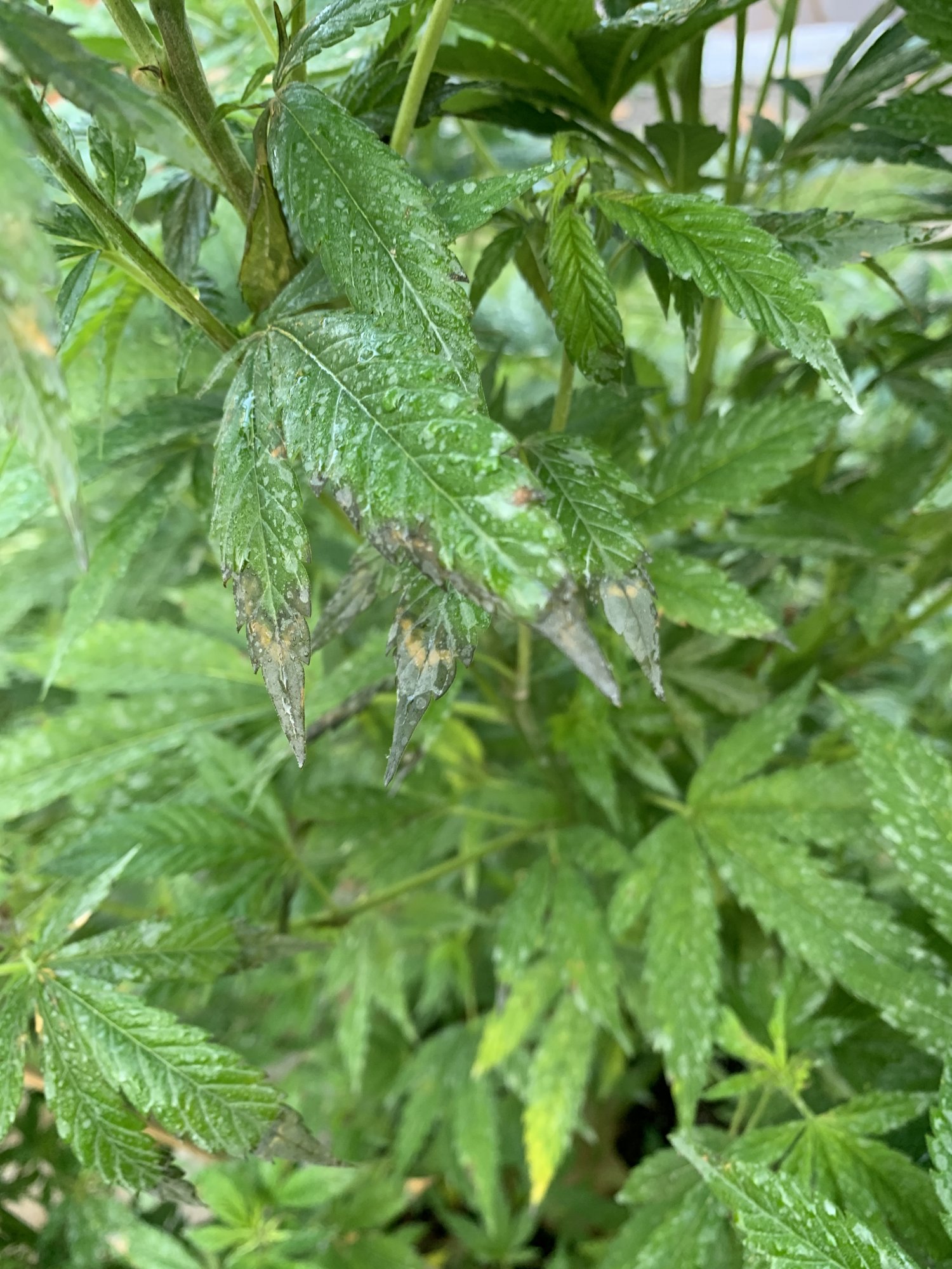 Cannabis problems please help out 5