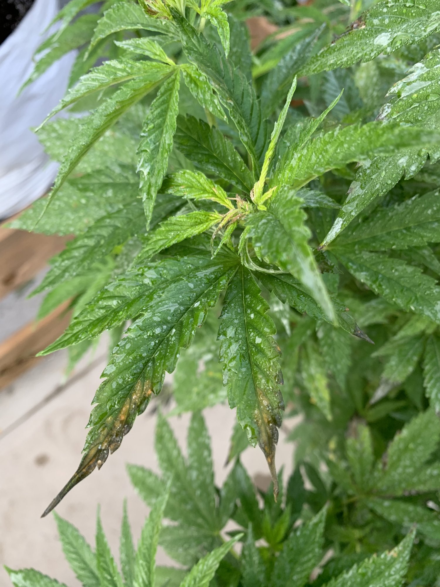 Cannabis problems please help out 6