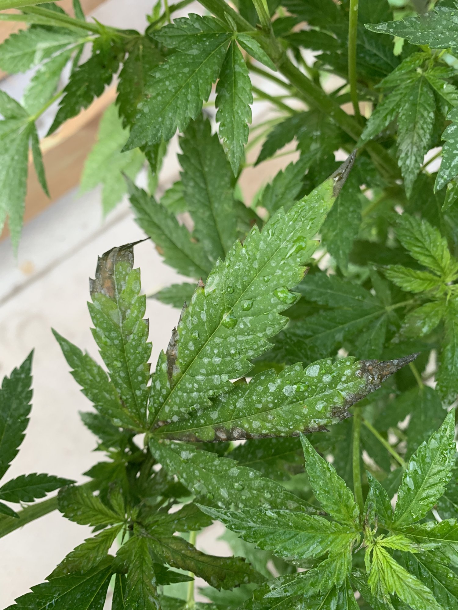 Cannabis problems please help out 7