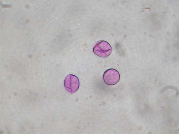 Cannabis sativa1