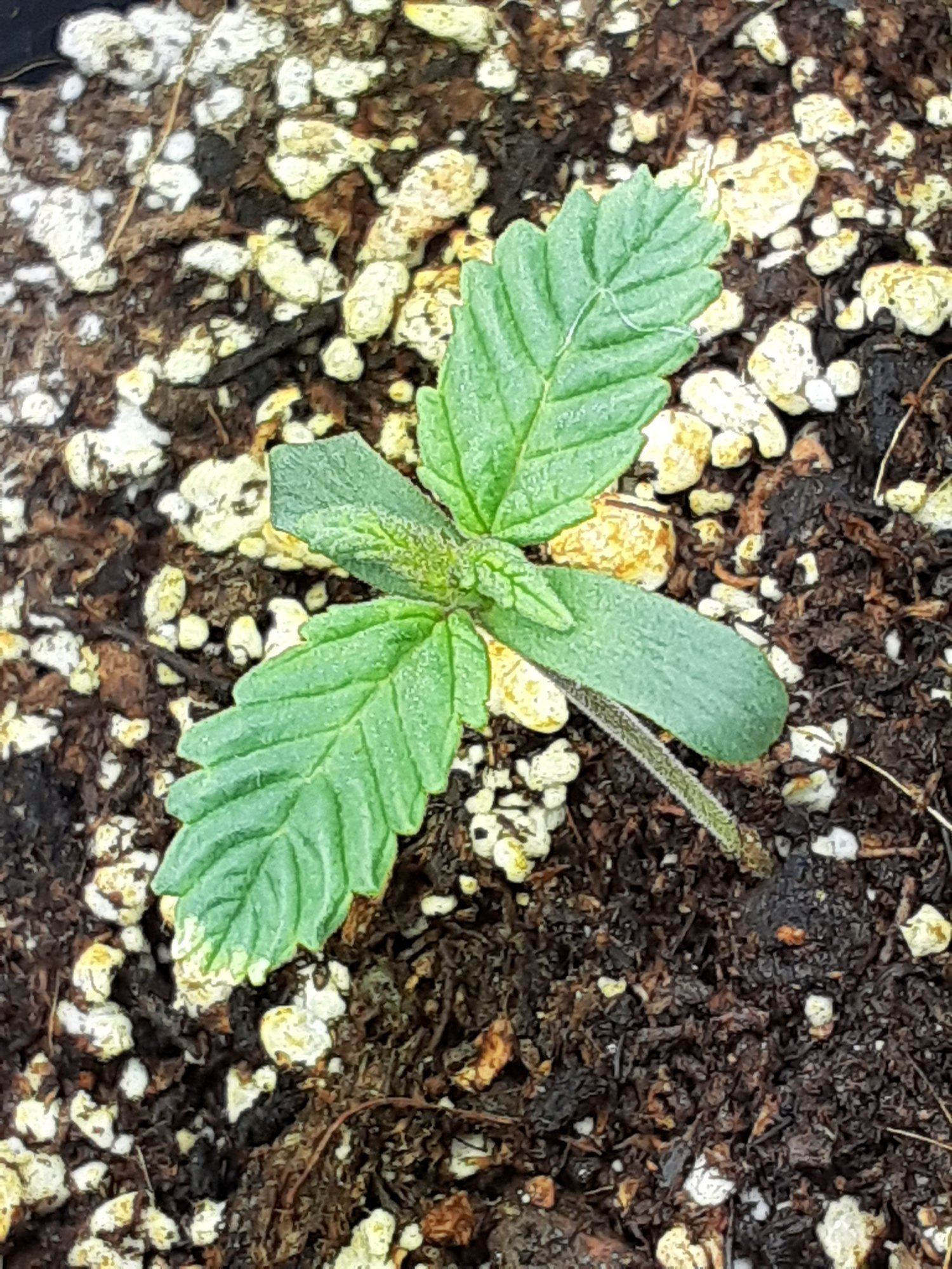 Cannabis seedling with purple growthburnt tips 2