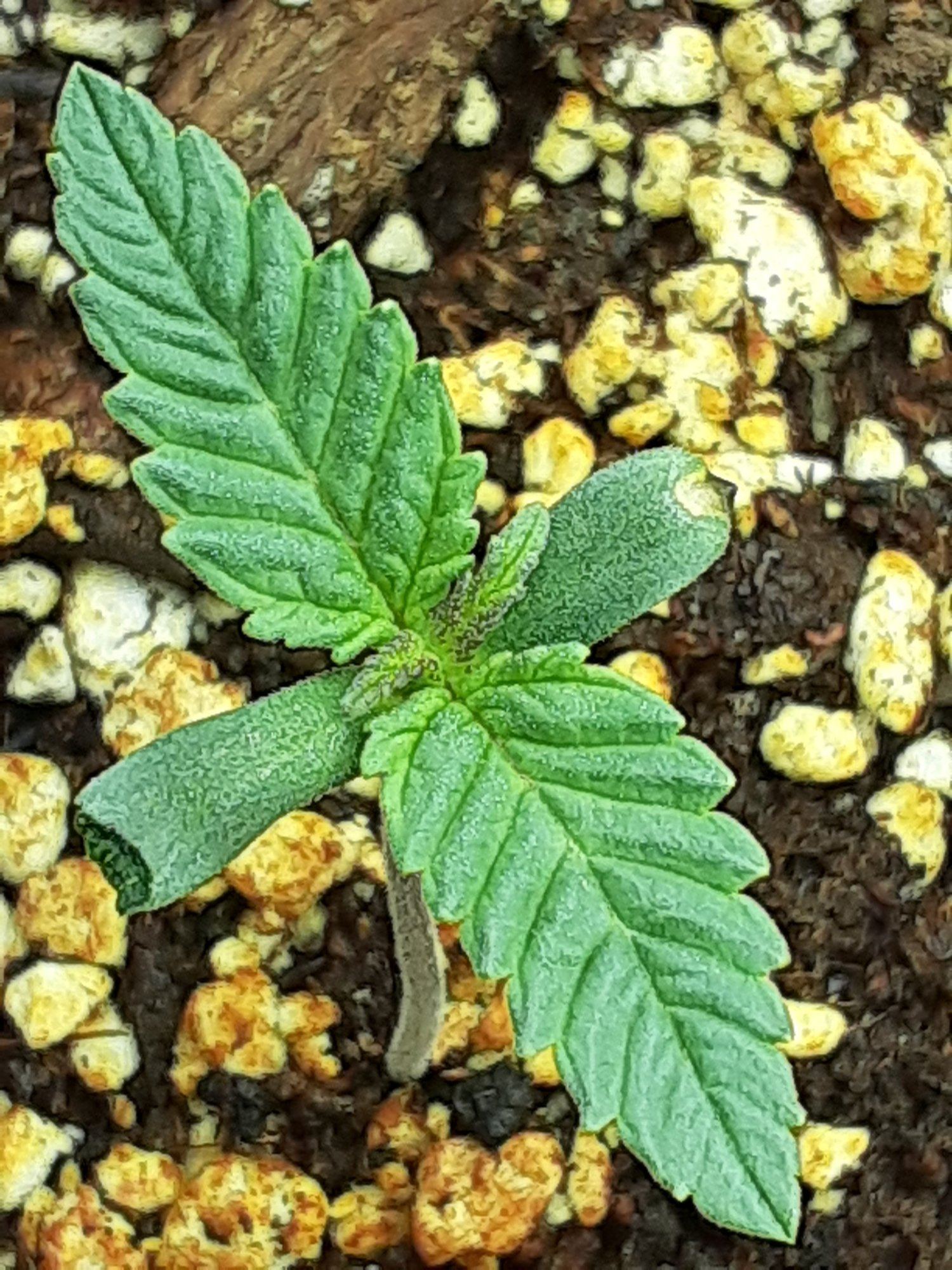 Cannabis seedling with purple growthburnt tips 3