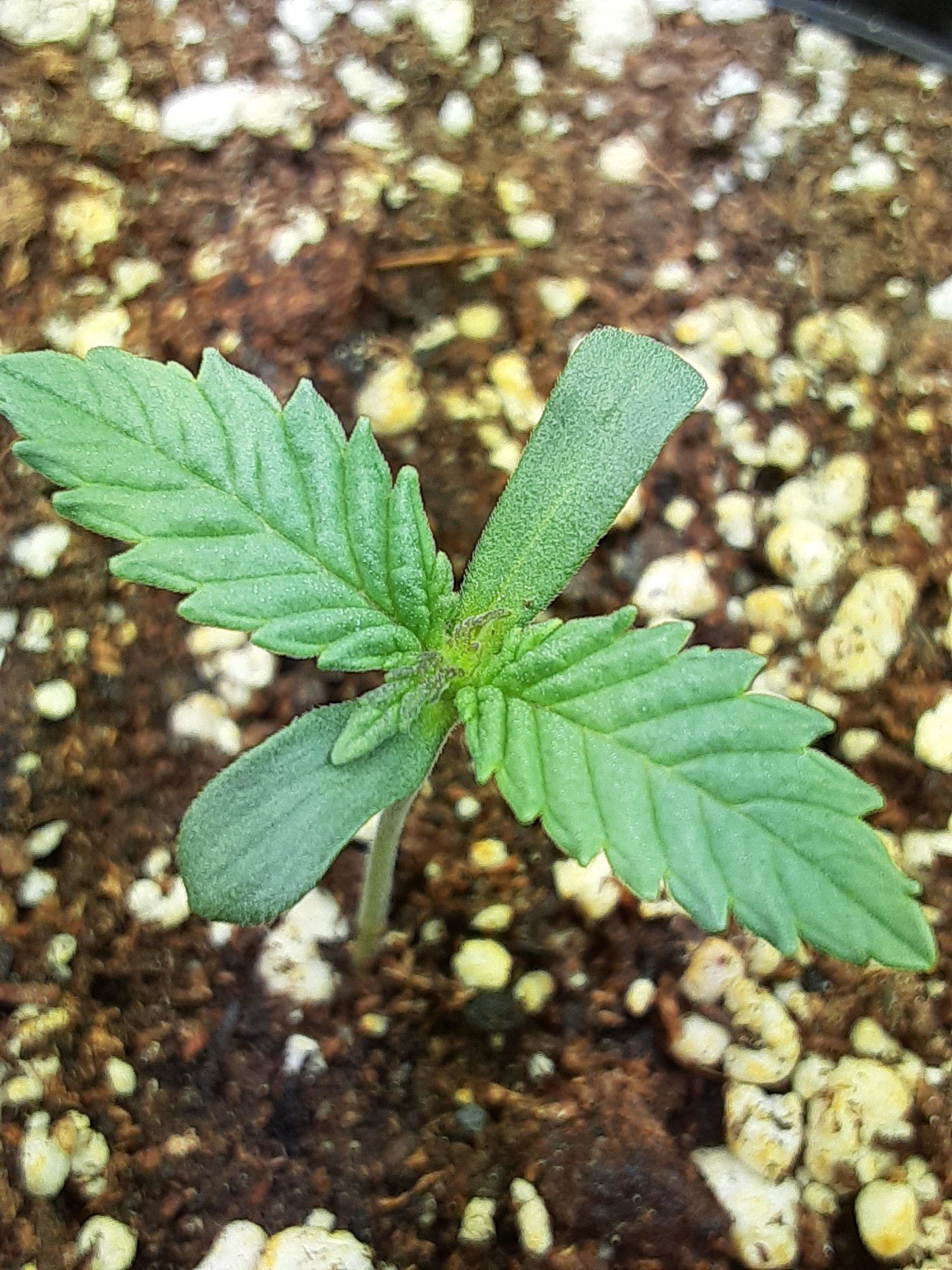 Cannabis seedling with purple growthburnt tips