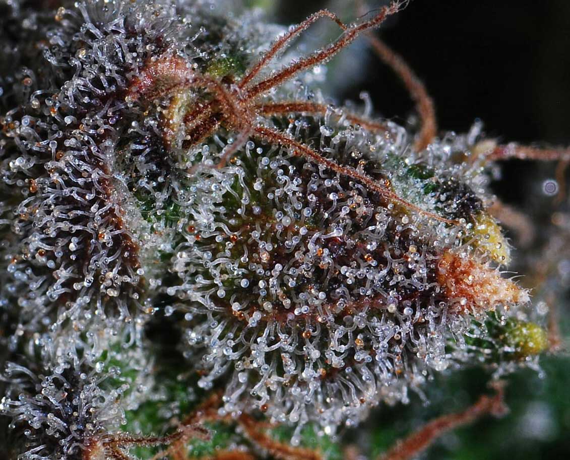 Cannabis trichomes end of harvest window