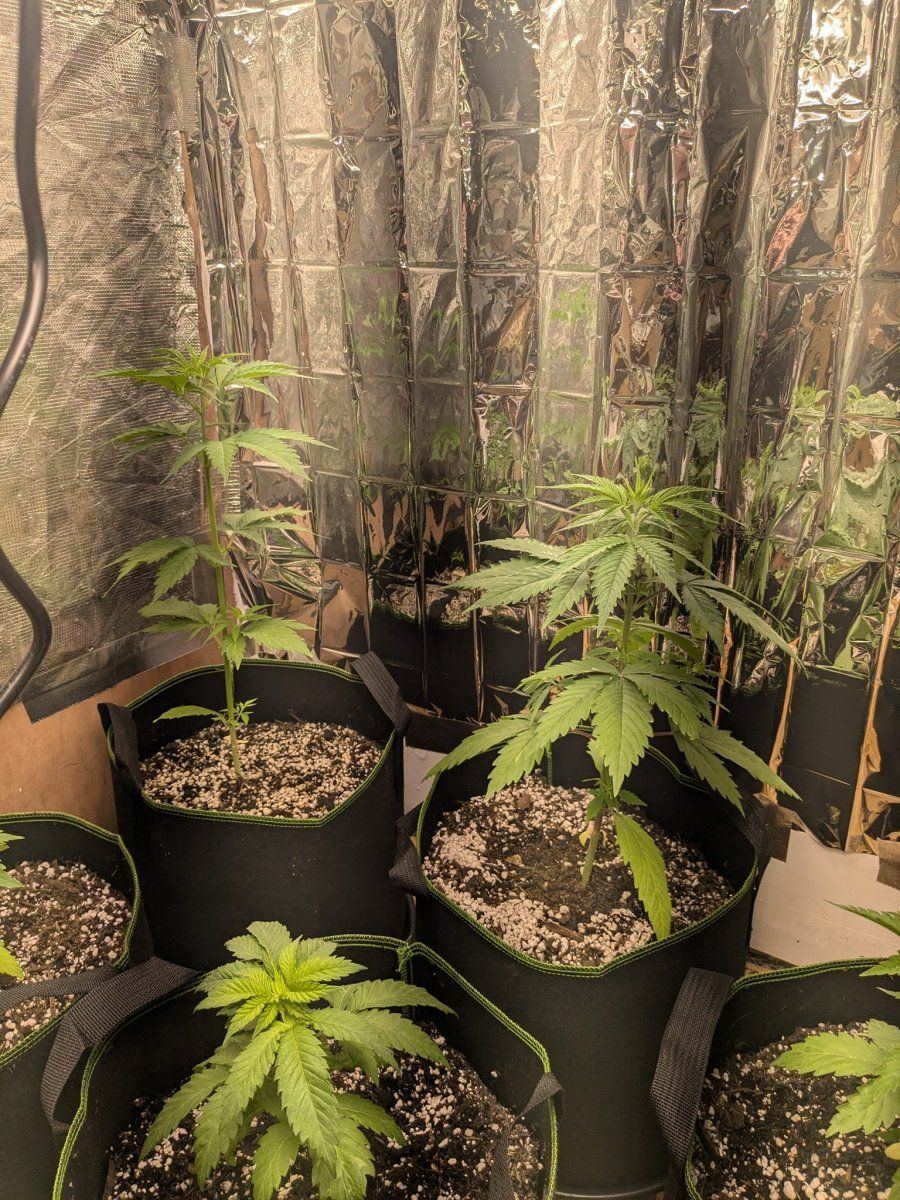 Cannabis two 5