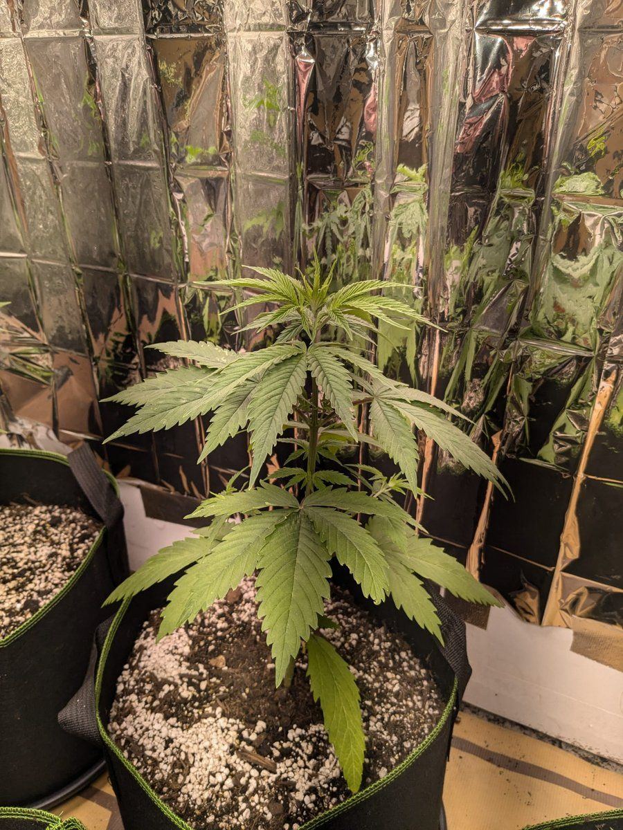 Cannabis two 6
