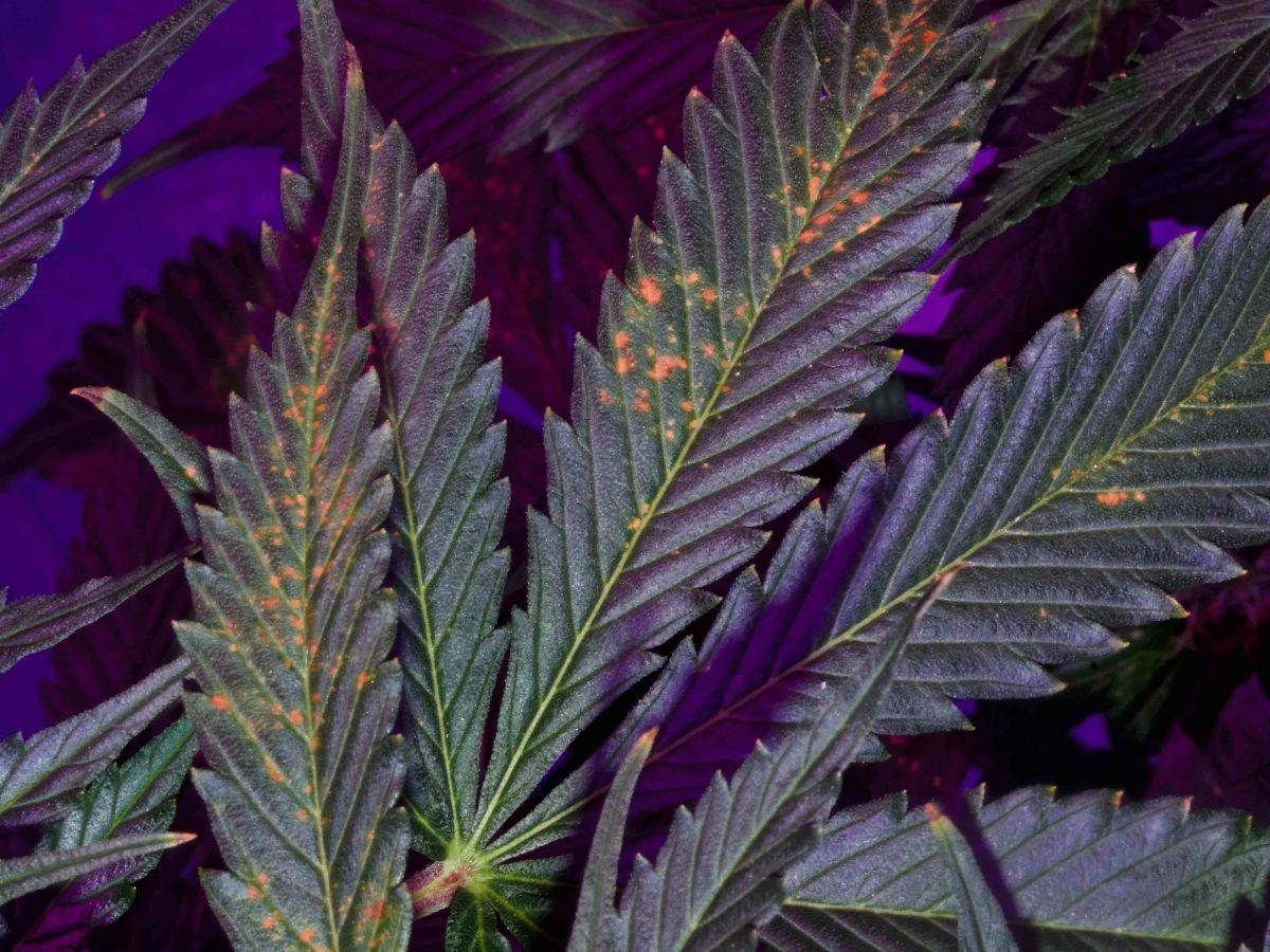 Cannabis calcium magnesium problems 1