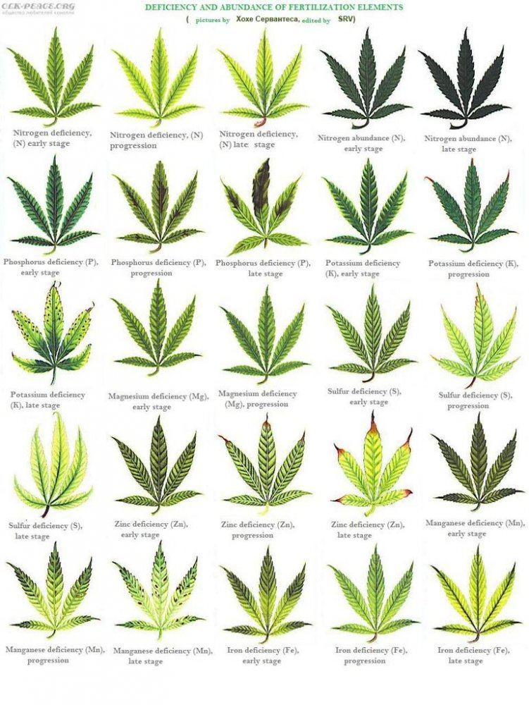 Cannabis leaf deficiencies