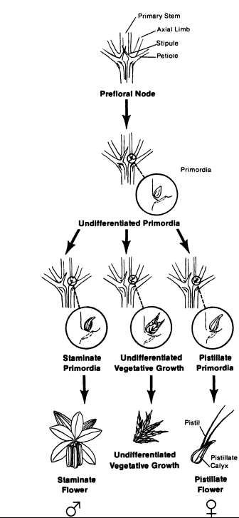Cannabis physiology
