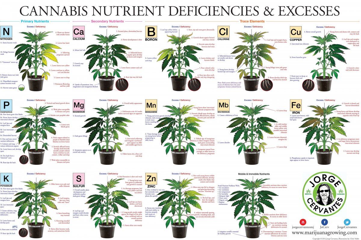 CannabisPoster4000