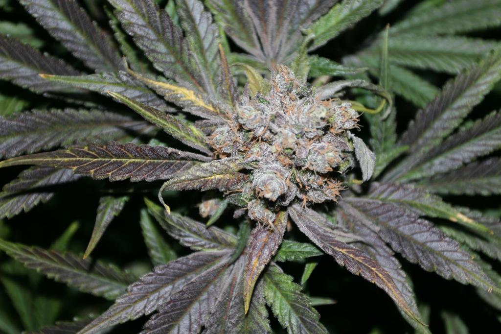 Cannacopia government mule g13 x dc chop shots featuring the oh so cute dr40 3