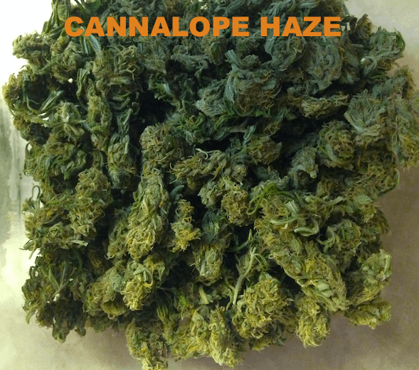 Cannalope