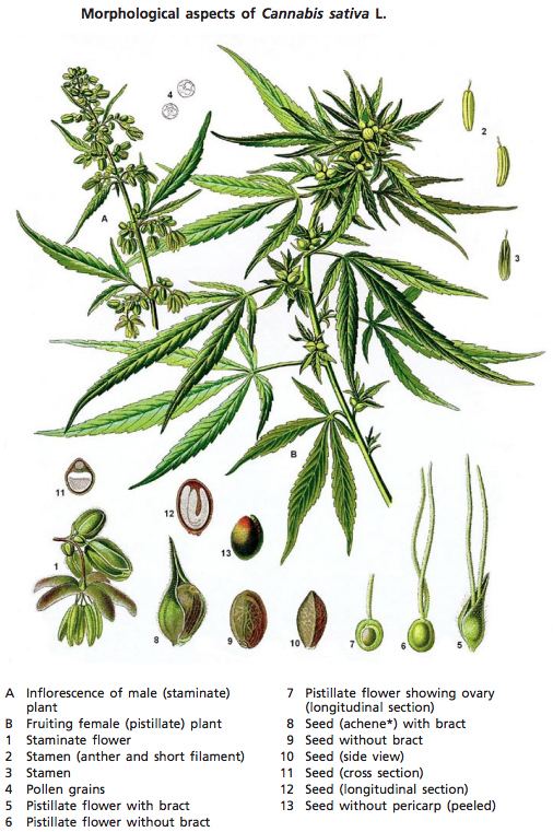 Cannamorph