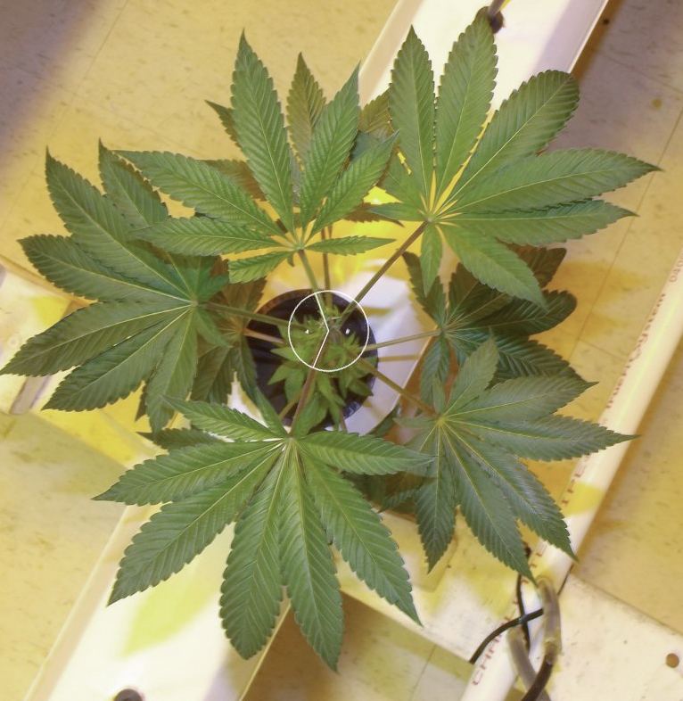 Cannap ga