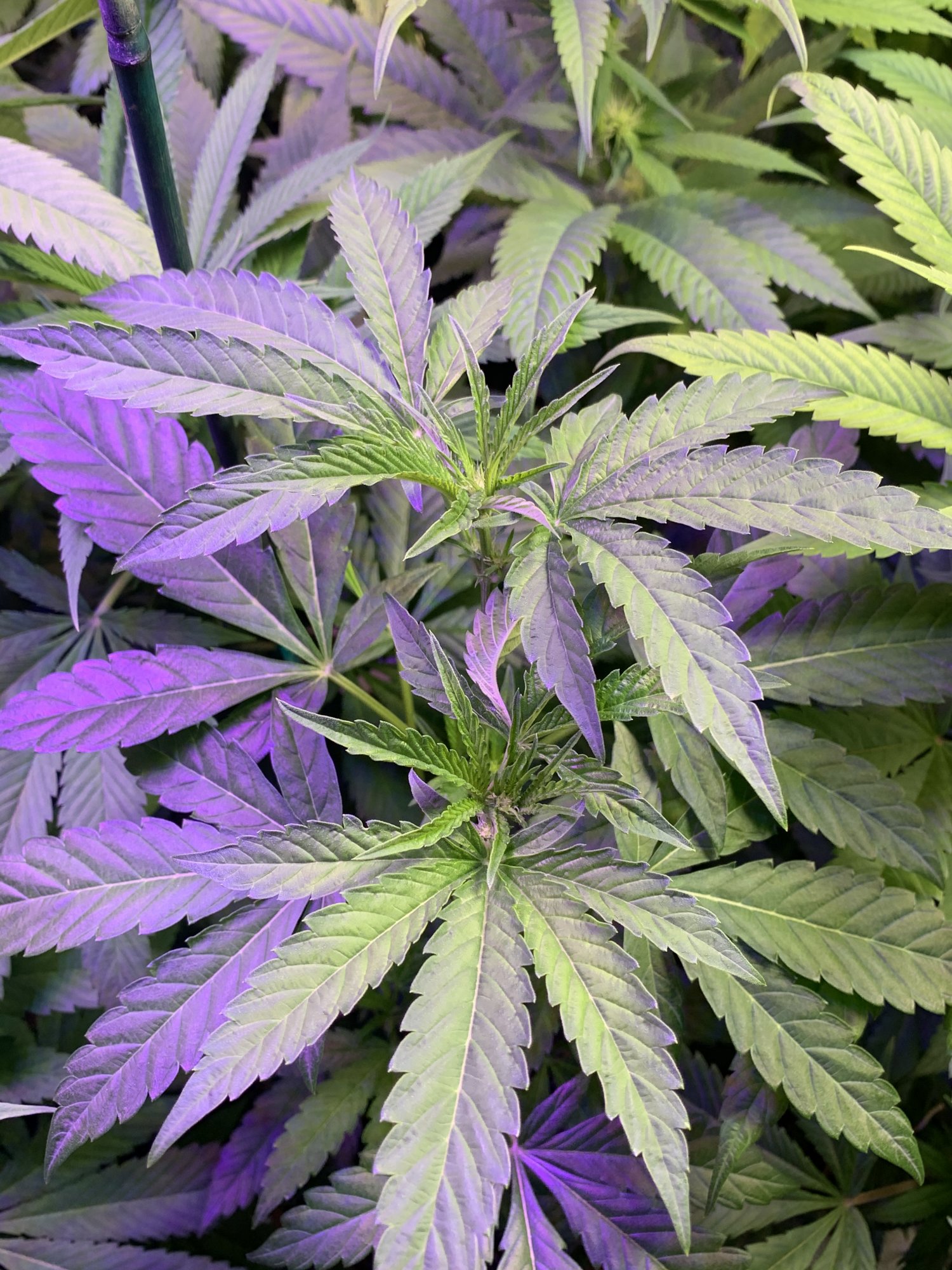 Cannarado grumpz teaser  and more soon 3