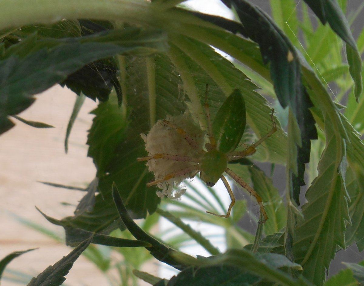 Cannaspider