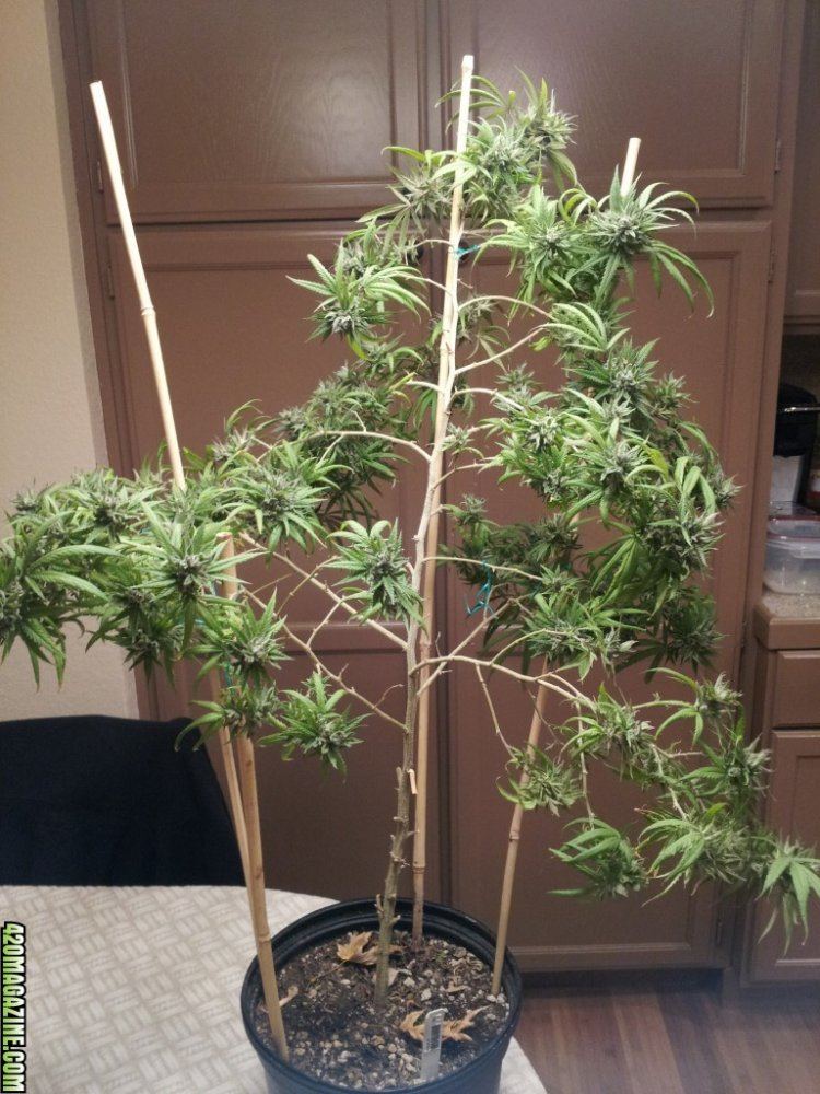 Cannatonic ac dc