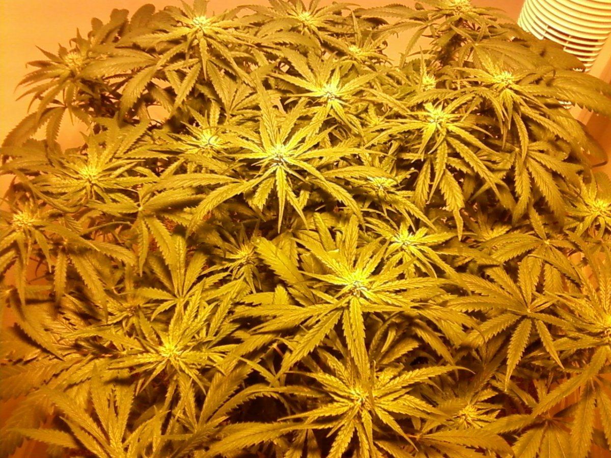Canopy 1
