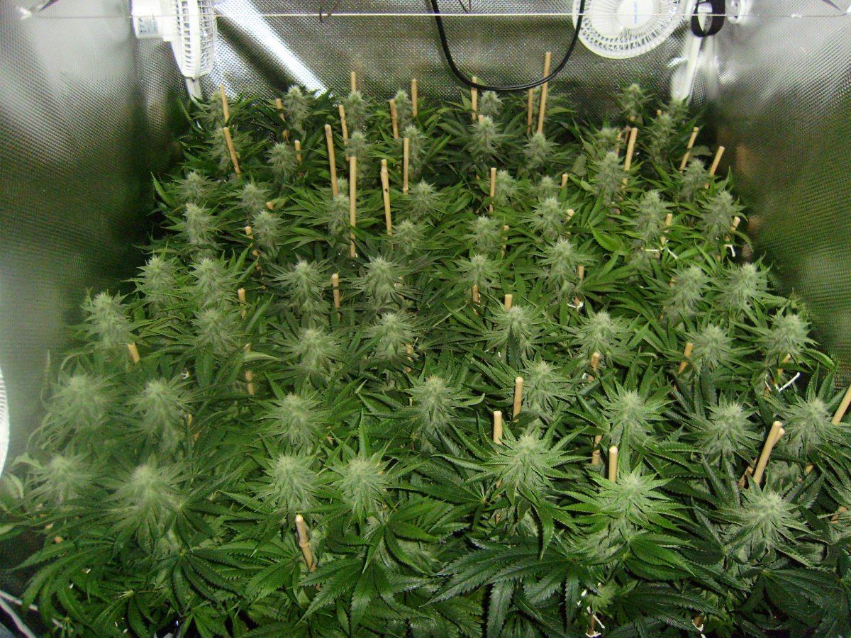 Canopy 26days in