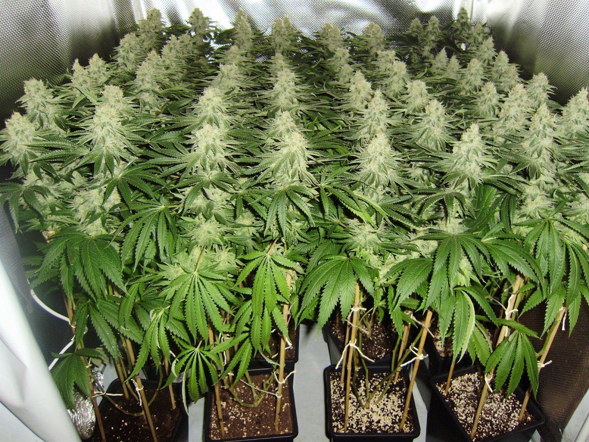 Canopy