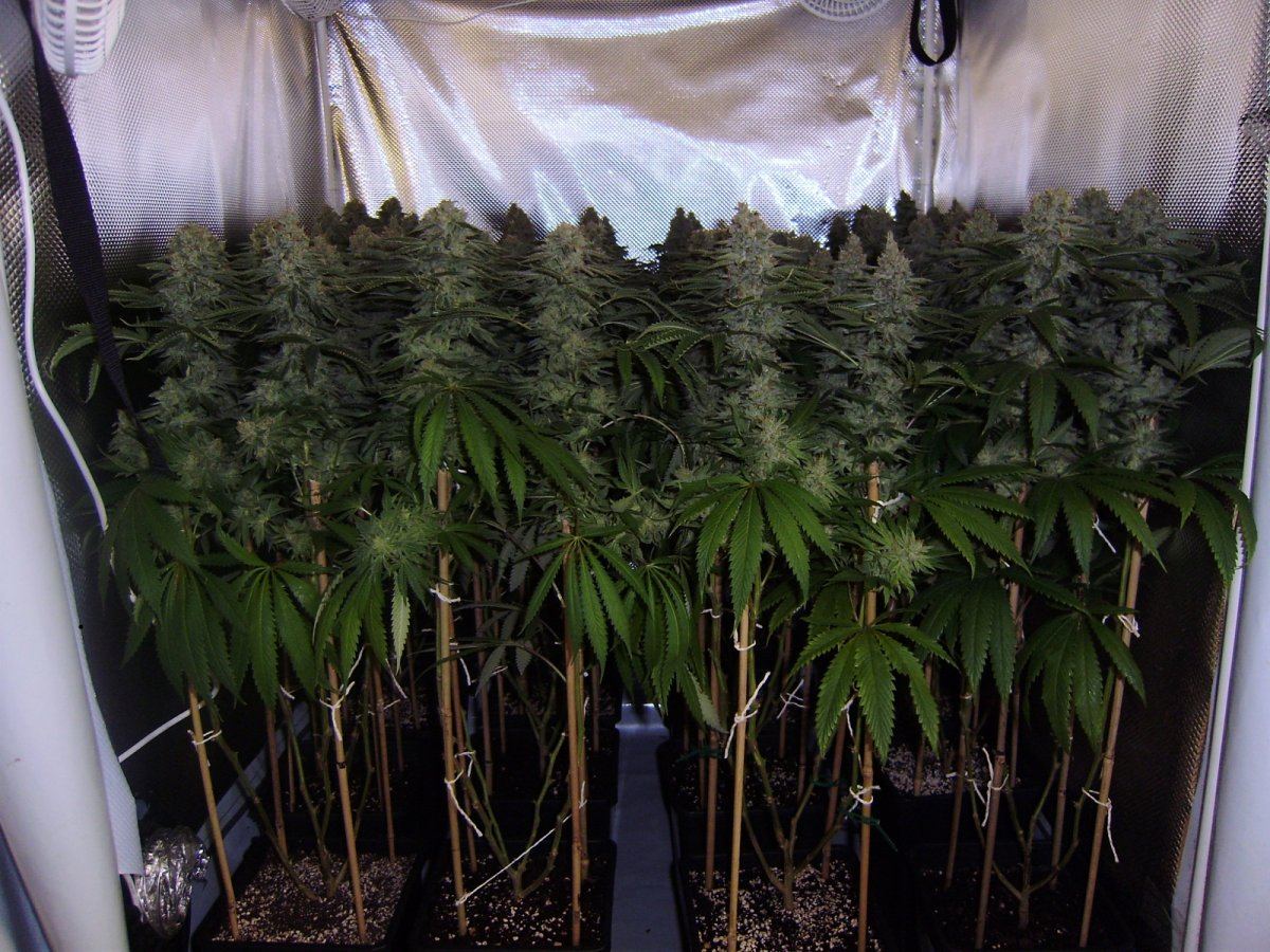 Canopy
