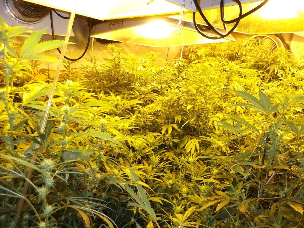 Canopy