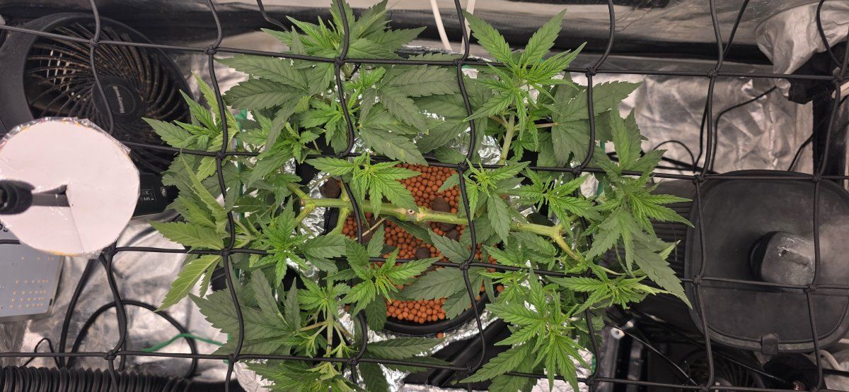Canopy