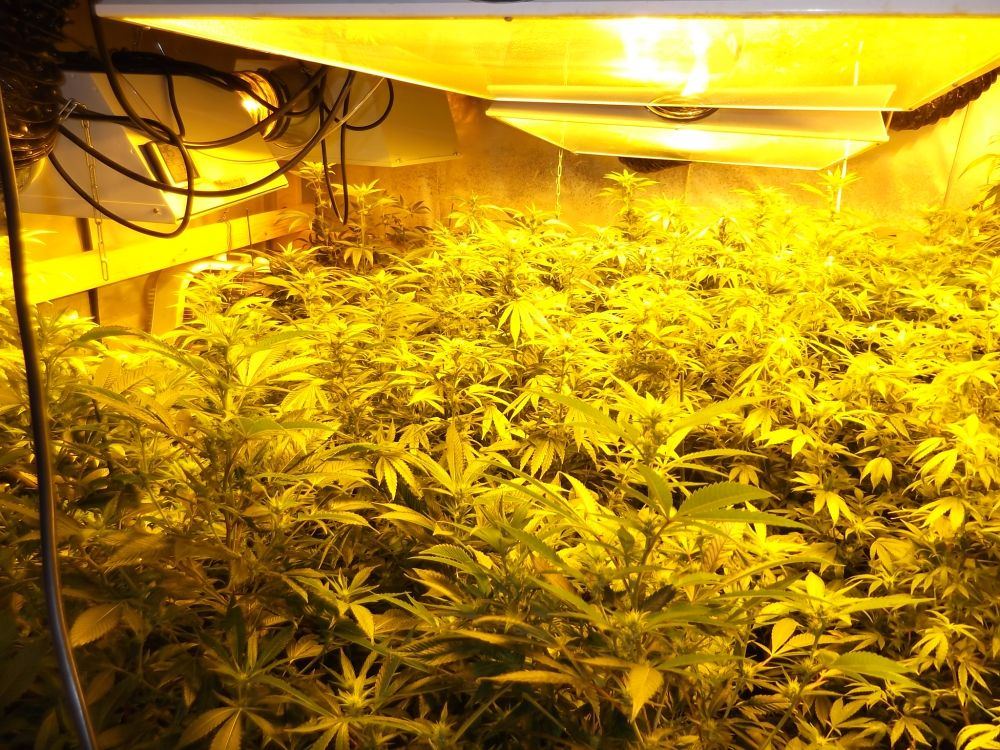 Canopy left