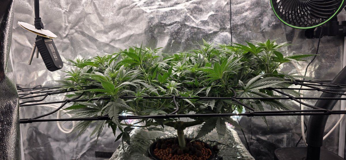 Canopy level