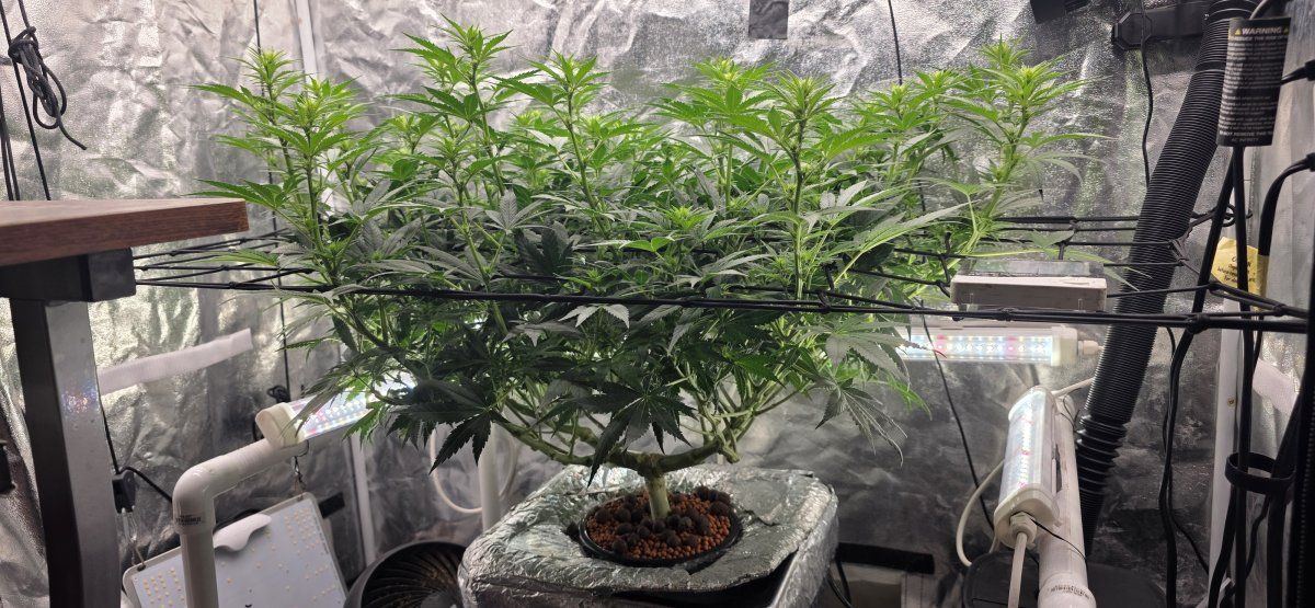 Canopy level
