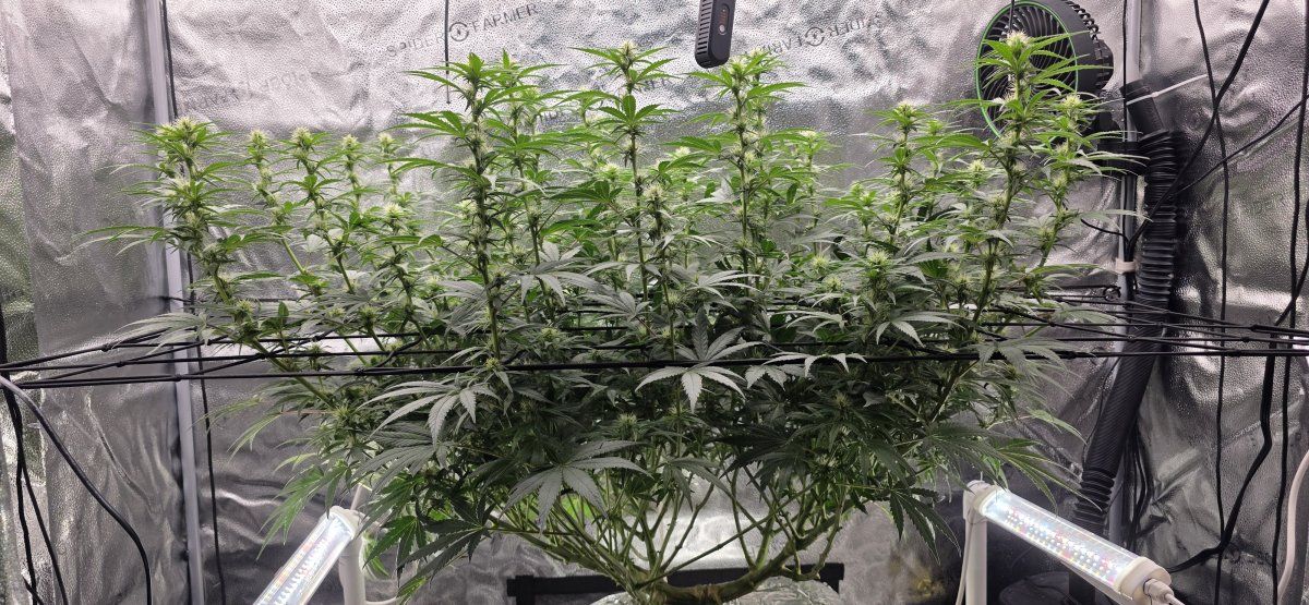 Canopy level
