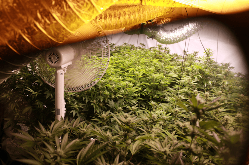 Canopy