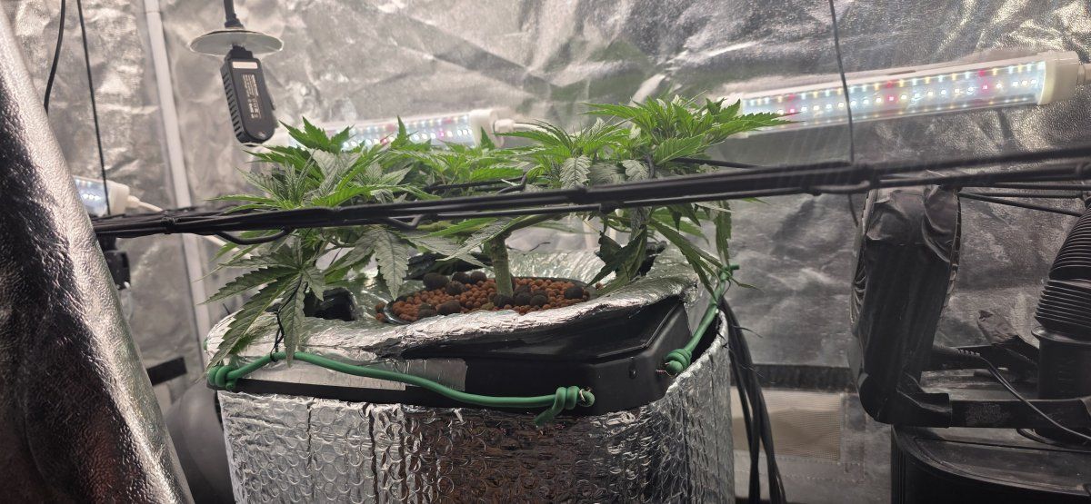 Canopy pre tuck