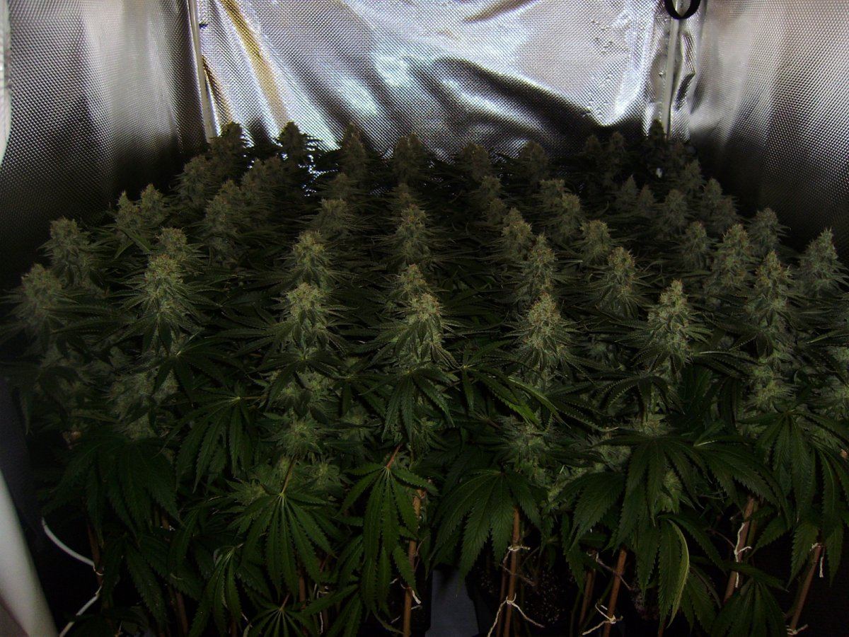 Canopy1