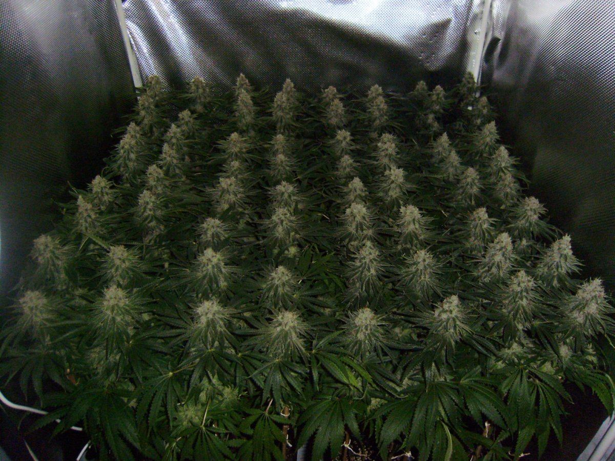 Canopy2
