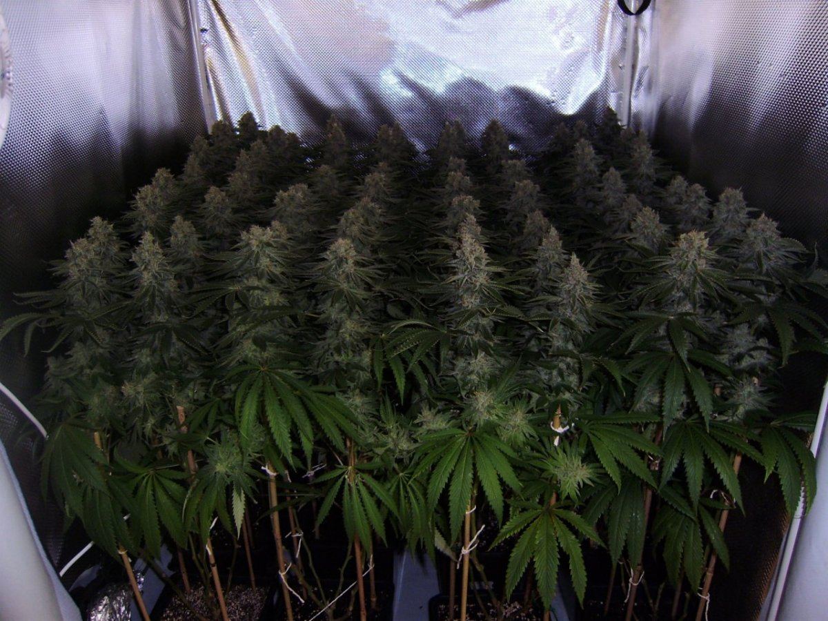 Canopy21