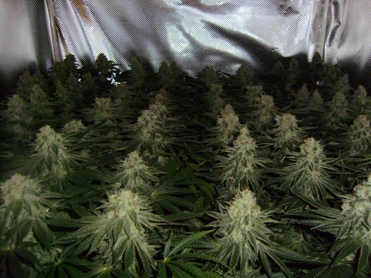 Canopy3