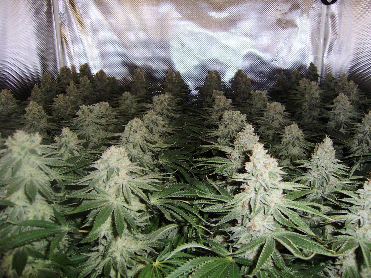 Canopy3