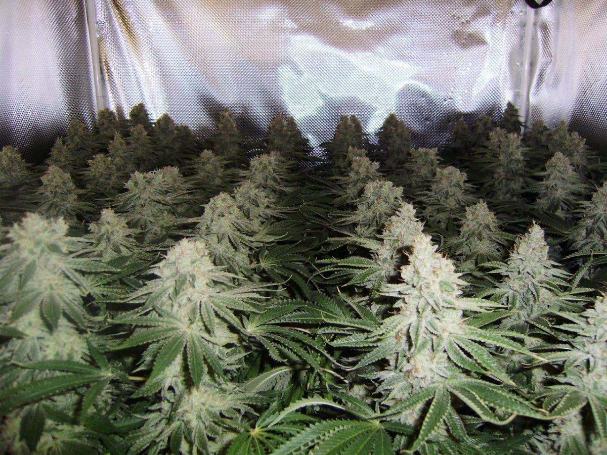Canopy3