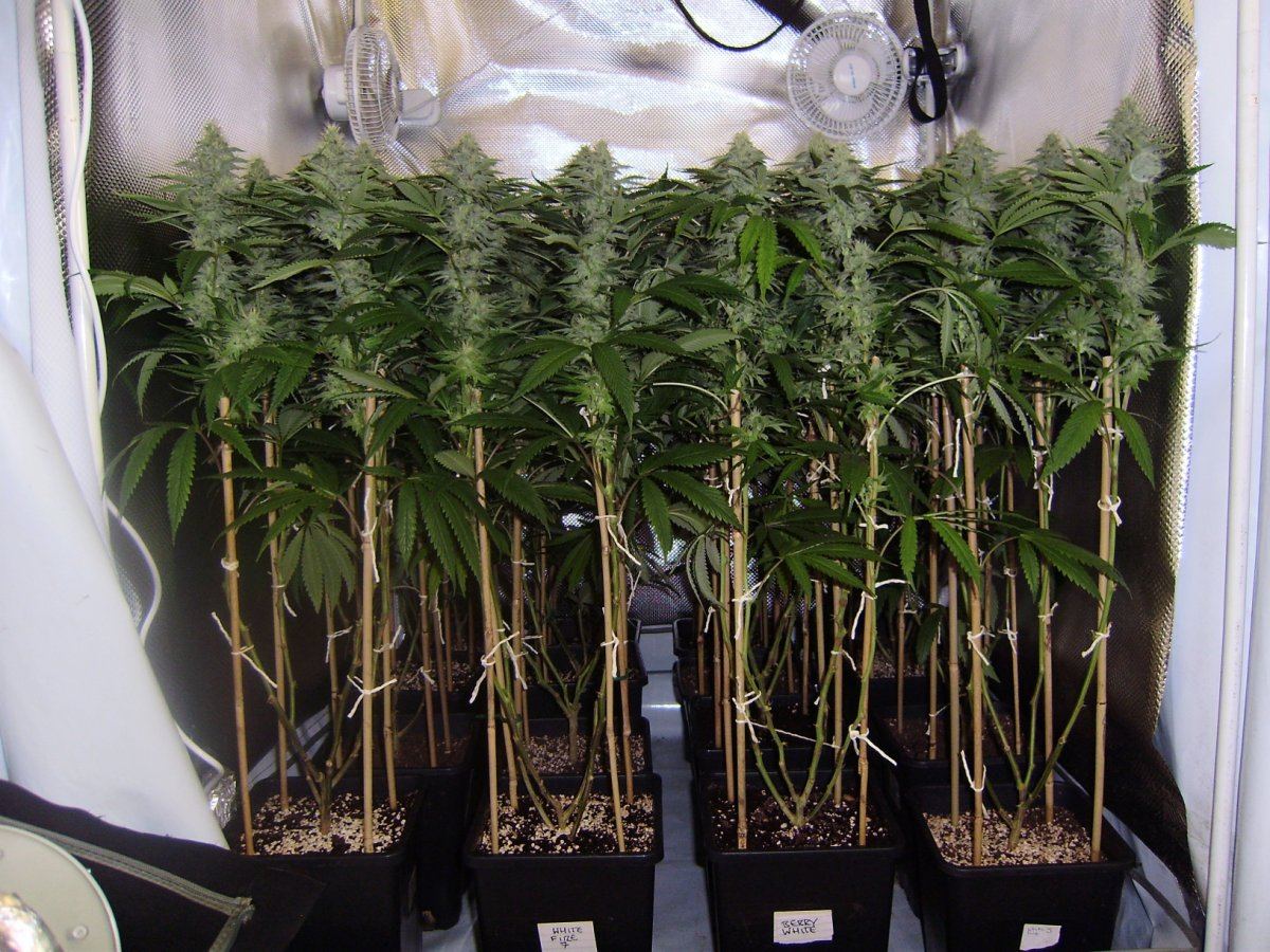 Canopy33days