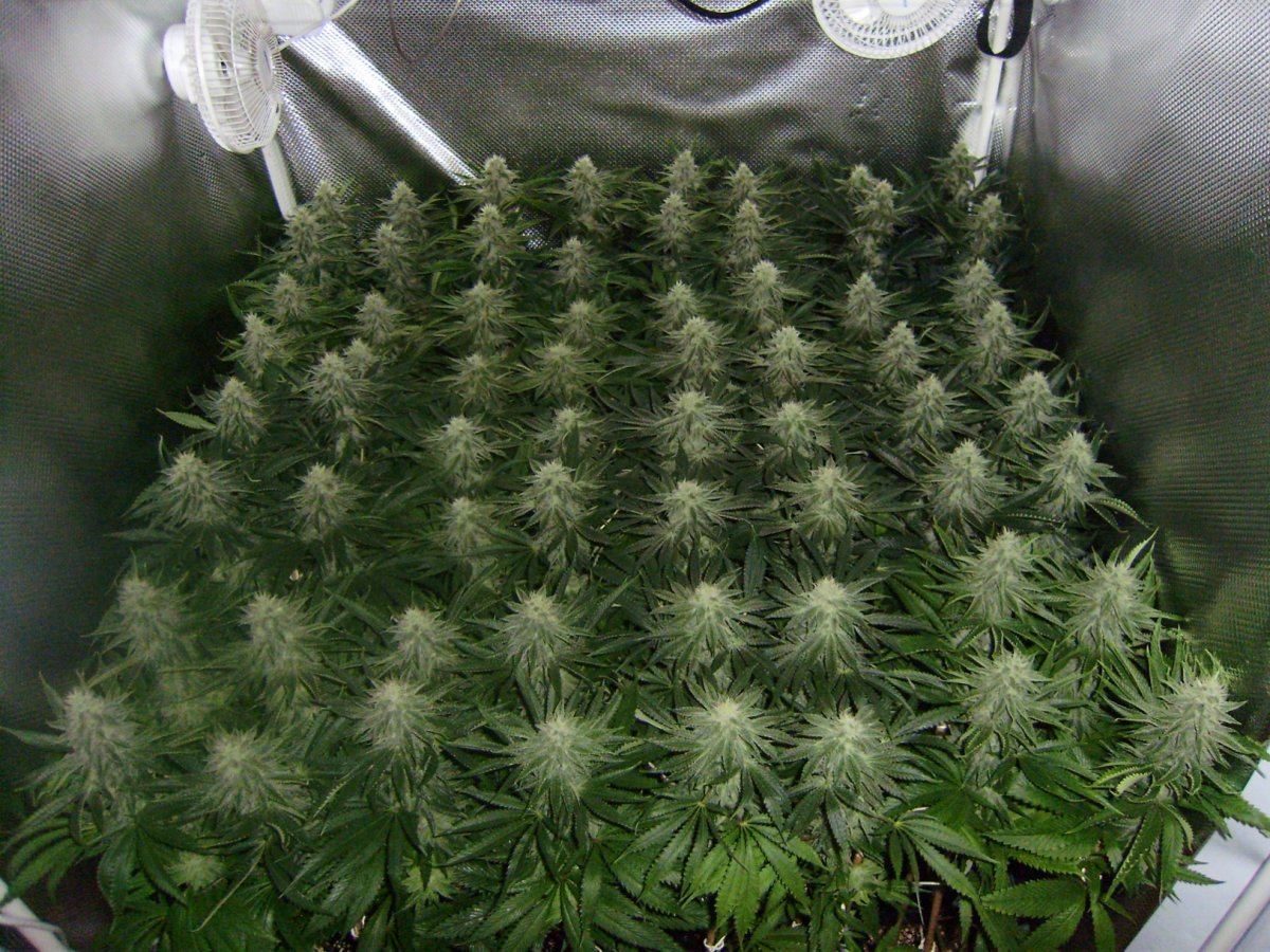 Canopytop 33days