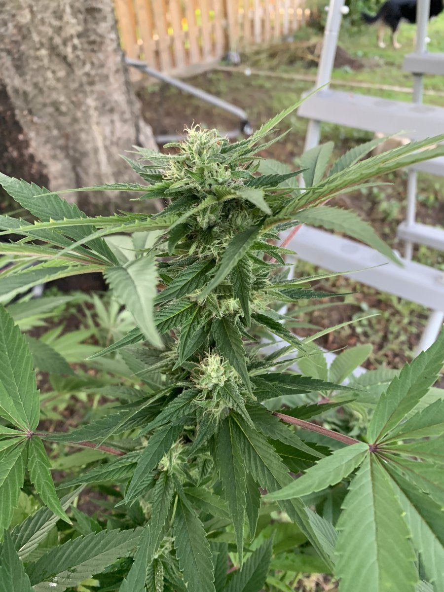 Cant be ready for chop yet