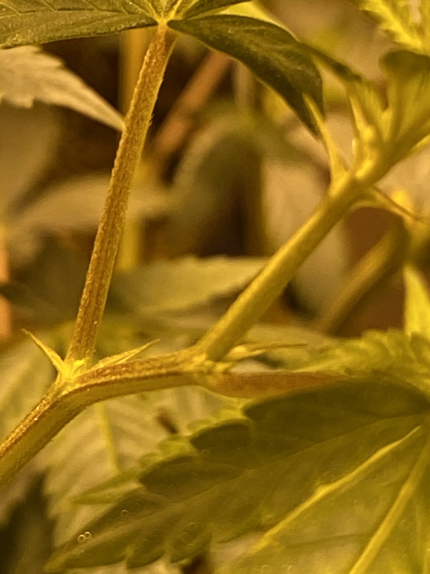 Cant determine the sex of my plants