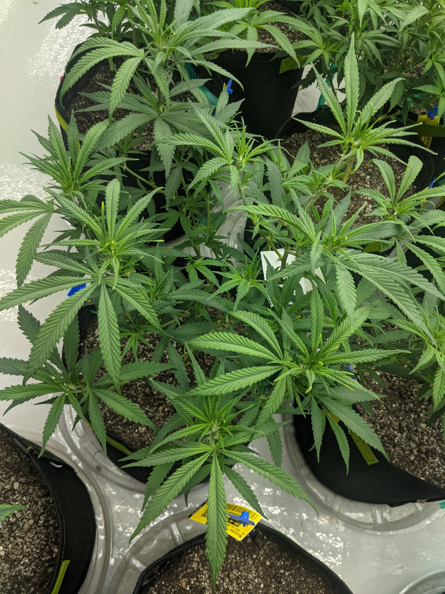 Cant figure out plant issues 3