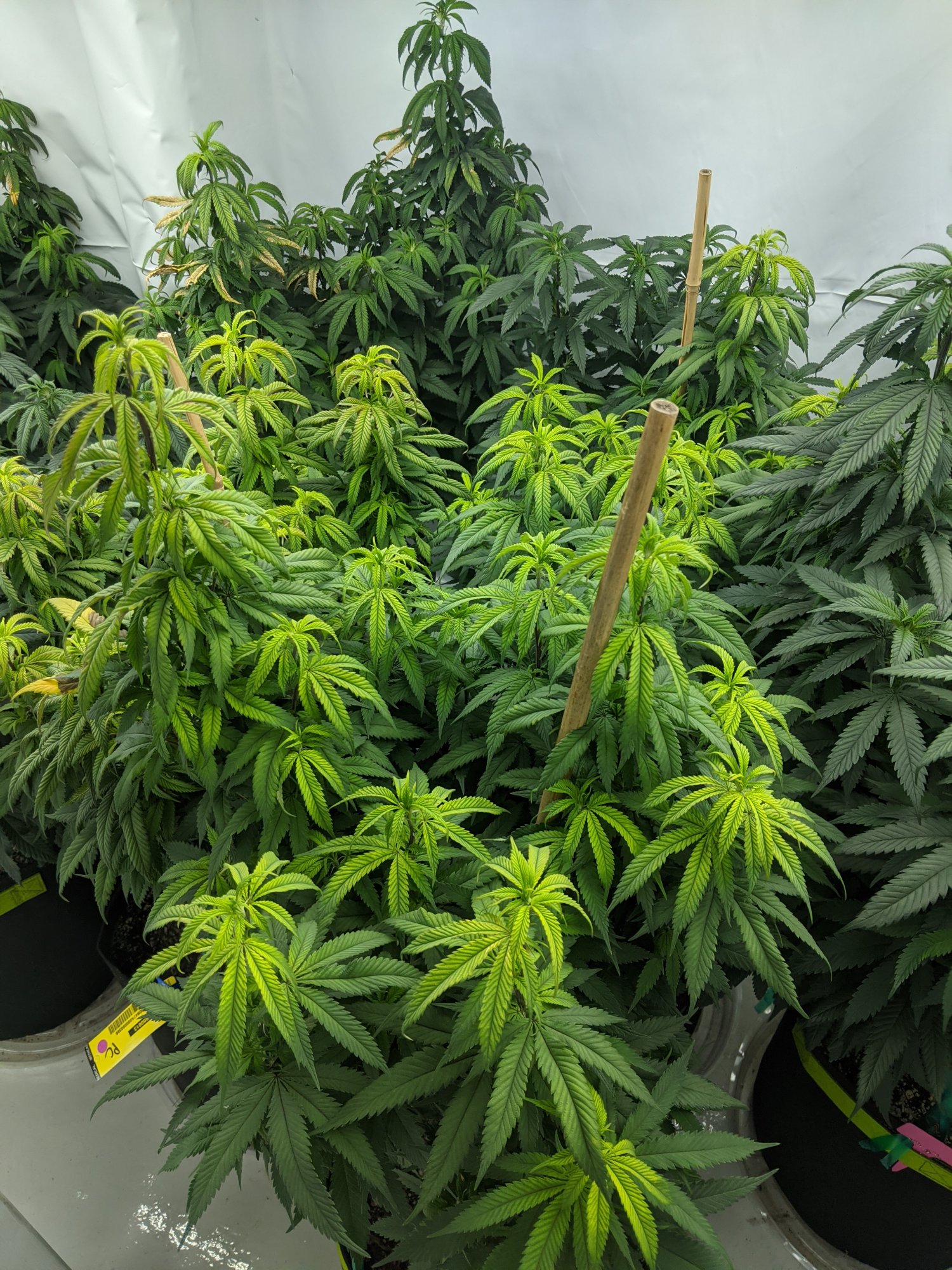 Cant figure out plant issues 6