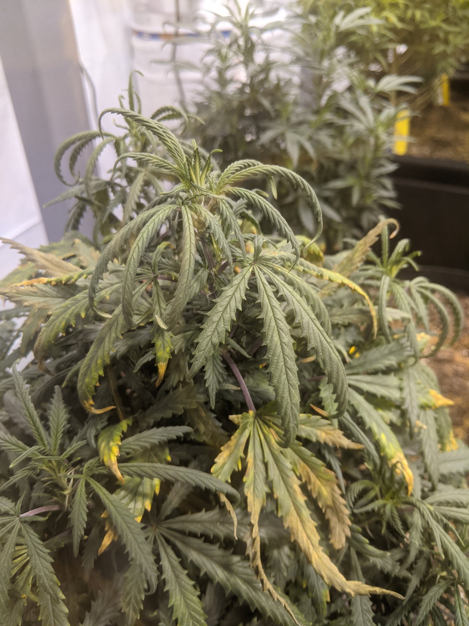 Cant figure out plant issues 8