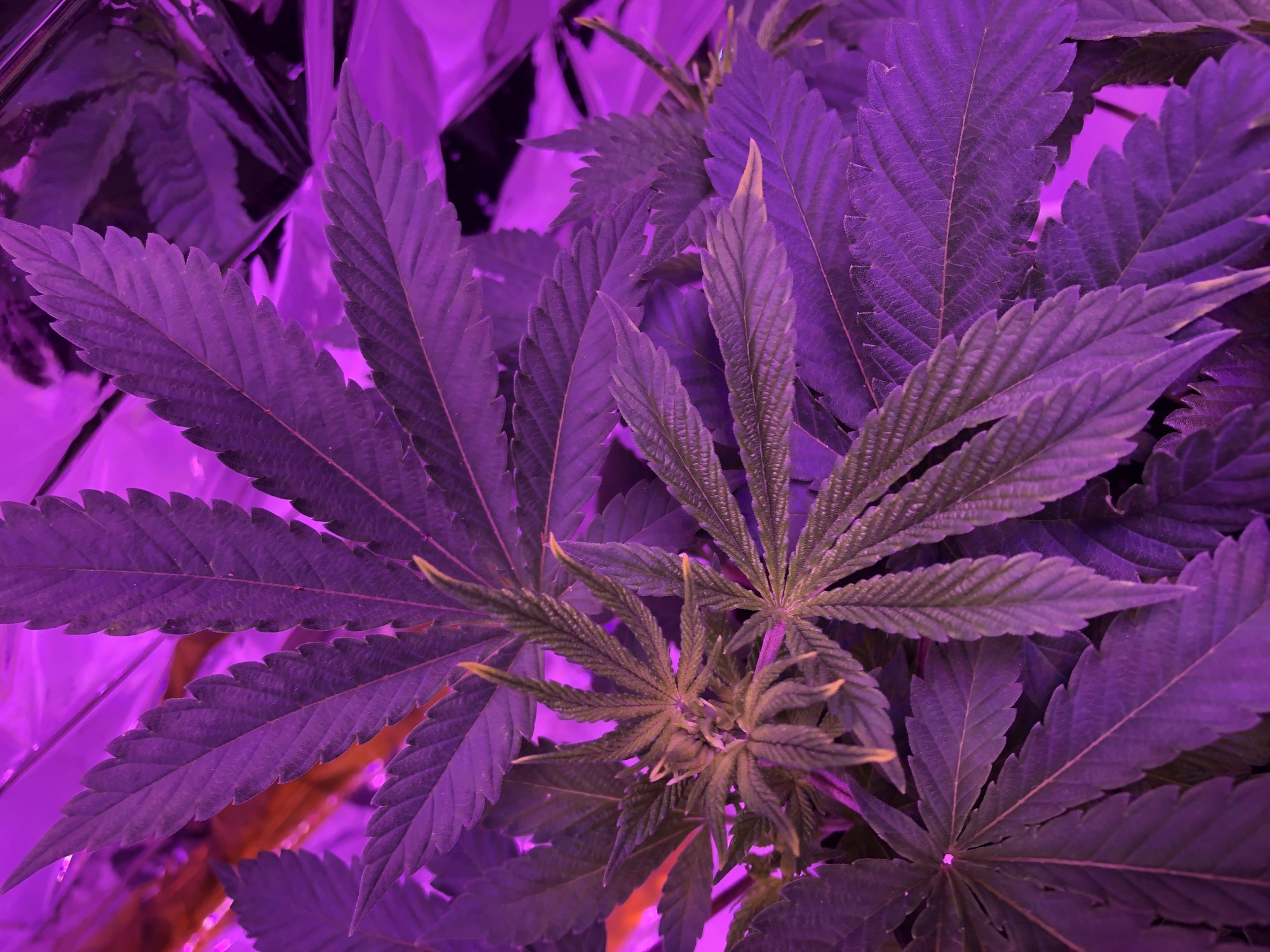 Cant figure out the yellowing only on the new growth tips 2
