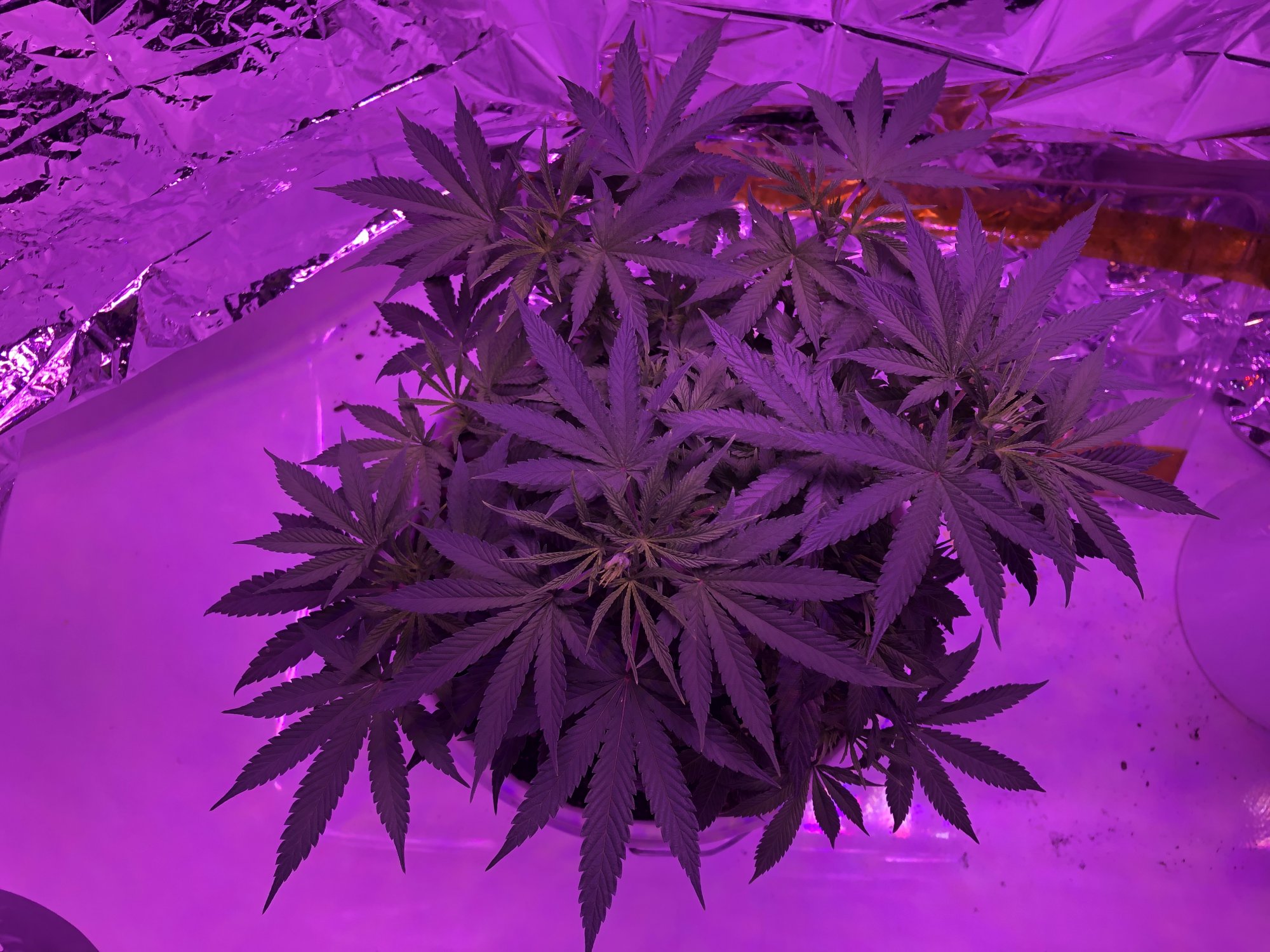 Cant figure out the yellowing only on the new growth tips 4