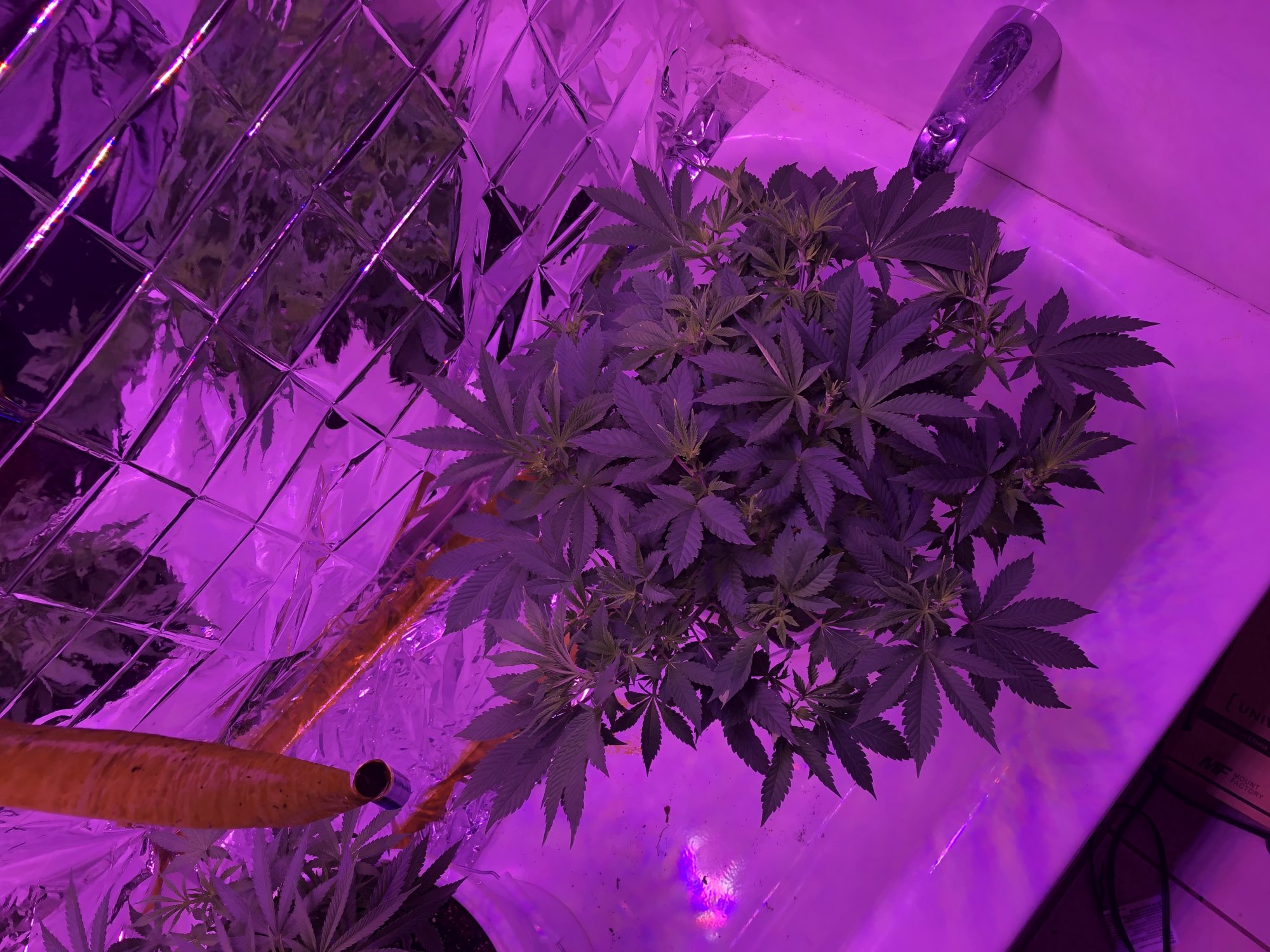 Cant figure out the yellowing only on the new growth tips 5
