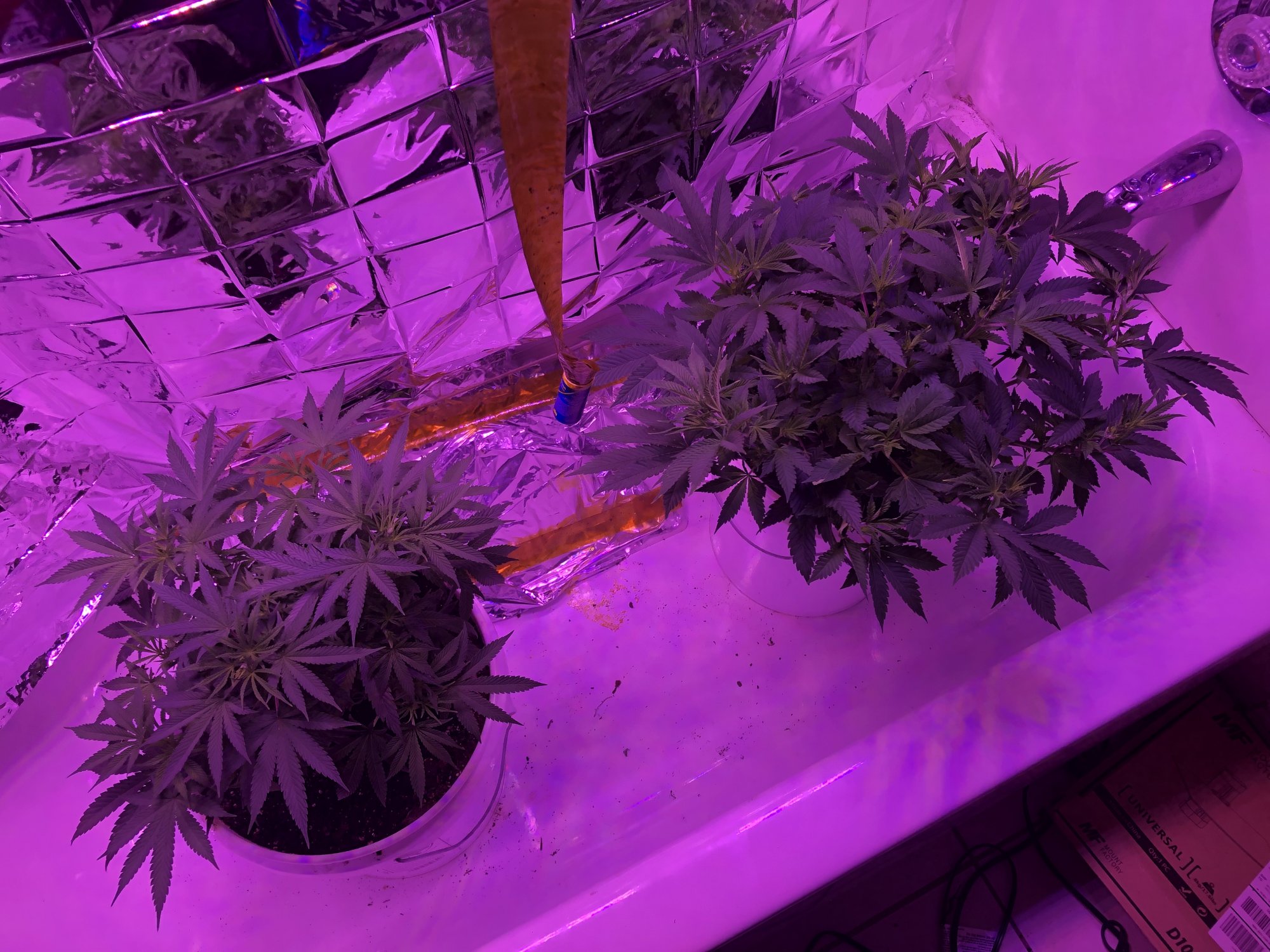 Cant figure out the yellowing only on the new growth tips 6